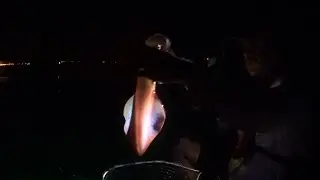 Night Fishing for Squid - Eging (Squid Jigging)  #3- Kayak Fishing - 1080HD 50fps