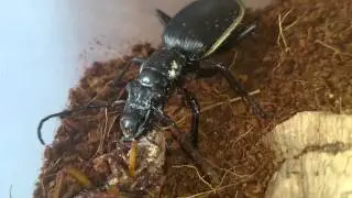 A.FABRICII close up feeding.