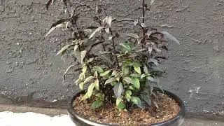 Gothic Gardening: Trachelium Caeruleum (aka Throatwort), Dark Foliage
