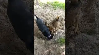 ❗Профессиональные землекопы❗ #shortvideo #собака #shortsvideo #funny #video #dogs #shorts #short