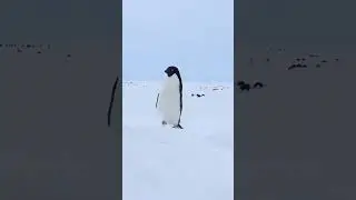 Cutest penguin 🐧 ❤️ walk #funny #shorts #short #shortvideo #shortvideo #reels #reel #india