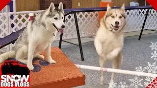 Huskies Do Agility Practice and Oakley Goes Crazy