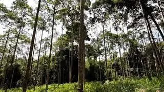 Blok Uji Progeny PT. Sarpatim - Kalimantan Tengah