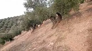 La solana soplado. Olivar 