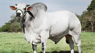 HOW TO SELECT A PERFECT BULL.breeding soundness examination of bull.(Bsf)..VLDA.