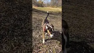 Cute dog loves fetch!#dogs #doglife #dogshorts