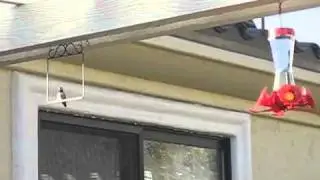 The Original Hummingbird Swing - Pop's Hummingbird Swings