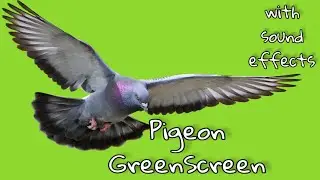 Greenscreen Pigeon chroma hd video free