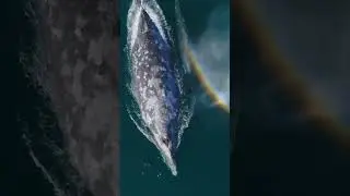 Magical Rainbow Breath: Grey Whale and Calf&rsquo;s Heartwarming Moment! 🌈🐋💕 #GreyWhale #WhaleCalf