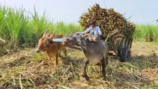 Young Bullock Cart Ride | Bullock Cart Pulling Performance