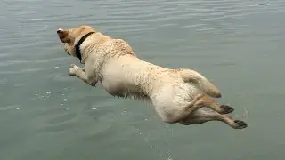 Stella Goes to a Dock Jumping Competition!