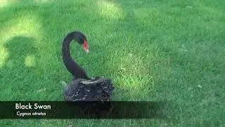 Birds in Brisbane, Australia | Animal Archive