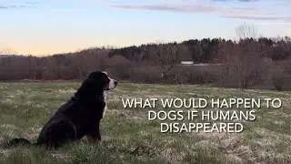 What Would Happen To Dogs If Humans Disappeared?