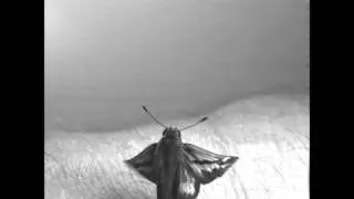 skipper hd