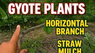 Gyote Orchard Spotlight: Naresh Hetta Cultivates Innovation on M9 Rootstock