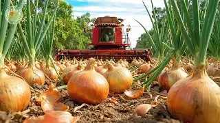 How Farmers Harvest & Process Millions of Onions Using Modern Farming Methods | Farming Documentary