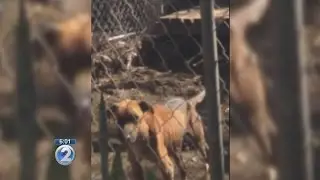 Makaha no-kill animal shelter under investigation