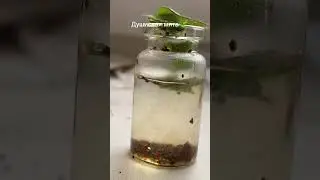 Зелье спокойствия😌🧙&zwj;♀️🍄 какое сделать ещё зелье?)🍄 жду новые баночки! #ведьма #зелье #подпишись
