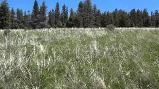 HCNRA - Lord Flat 360