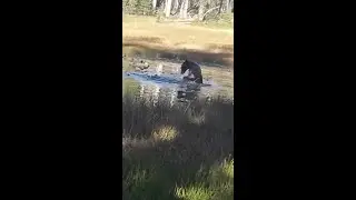 KLX300/Mountain Lion Kill, Bear in camp, and Thunderstorms!