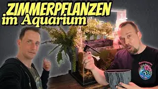 Damit kannst du jede Zimmerpflanze im Aquarium wachsen lassen! | Aquariengarten