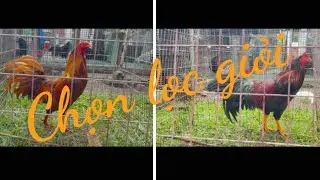 Cập nhật 28/12/2025 Dân farm 71 top giỏi#baosting #cambodia #duyenti #chicken 