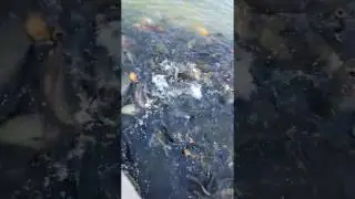 fishes at taudaha
