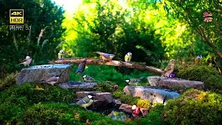Cat tv😻 Bird Adventures for all Pets to watch♫ ♪ 🐦BGM📺4KHDR
