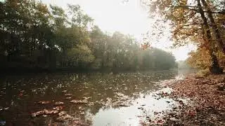 Autumn ambience - 🍎 | River time | autumn leaves  Autumn forest asmr ambience🌽