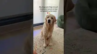 Angry Dog 🐶