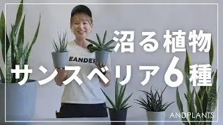 【推しを発見】サンスベリアの品種の違い丸わかり｜個性あふれる魅力にハマる！