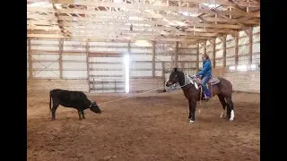 Quarter Paint Horse For Sale