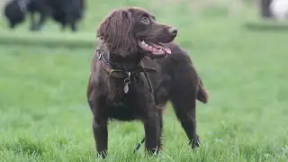 Cocker Spaniel in Training