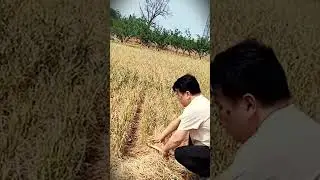 A smart trick that is suitable for cutting wheat when the harvest season arrives #shorts