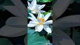Beautiful Flowers Garden 🌺 Relaxing Nature Vibes #Shorts