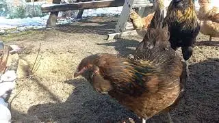 Araukana Ogoniasta
