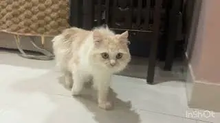 Homemade healthy cat food recipe