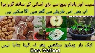 Apple Tree & Almond Tree Growth Detail & Update | apple or badam ko beeg say asani say Grow karay...