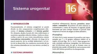 Podcast: Resumen Capítulo 16 – Sistema Urogenital | Langman 15ª Ed.