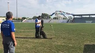 Belgian malinois dog   ukan   fci ipo wc 2018   from taiwan