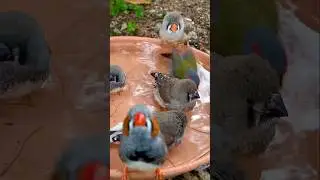 Zebra Finches Bathing with red browed finch #bird #birds