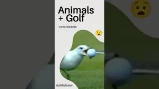 Animal Incidents In Golf ⛳️