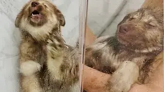 Zeus Was NOT Happy About the Shower… Until the Warm Water Put Him To Sleep In My Arms