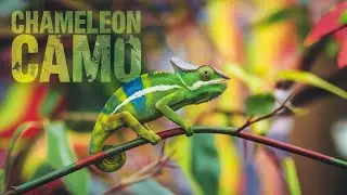 The Adaptive Camouflage Reflex of the Chameleon
