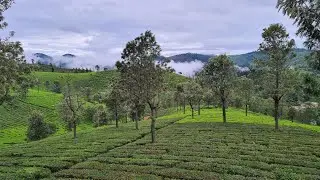 SunValley Homestay | Coonoor | Nilgiris Tea Estate