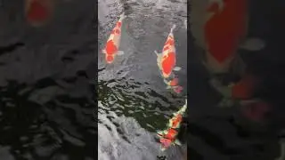 Finding Real Big Koi fish, Japanese koi