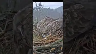 Чулман и его сокровища 🦅  Chulman and his treasures