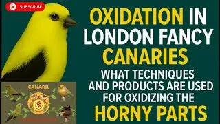 Oxidation in London Fancy Canaries - What techniques and products are used for oxidizing?