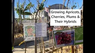Growing Apricots, Cherries, Plums, & Their Hybrids