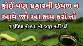 કોઈ પણ પ્રકારની ઇયળ ન આવે જો આ કામ કરો તો, 1 રૂપિયાનો ની દવા ની જરૂર નહીં પડે